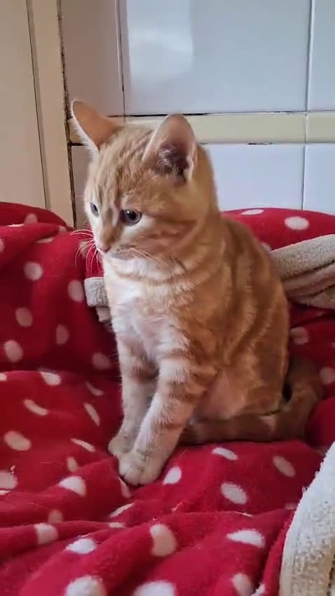 Europeo gatti in regalo: CREMINO E NOCCIOLINO - Video 1