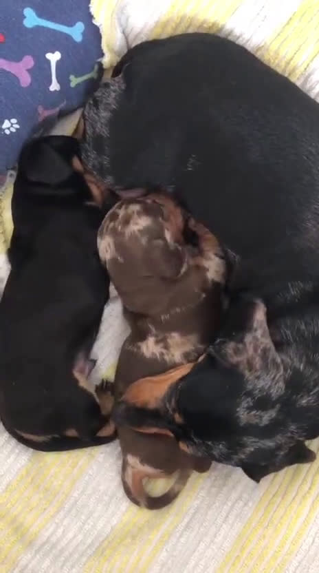 Bassotto cani in vendita: nero focato e arlecchino cioccolato  - Video 2