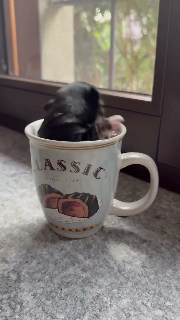 Chihuahua cani in vendita: Bellissima cucciola chiwawa tricolor tan a Città Metropolitana di Torino - Video 1