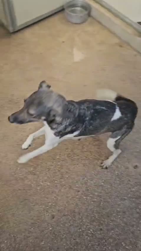 Meticcio cani in regalo: Alan: 2 mesi taglia contenuta  - Video 4