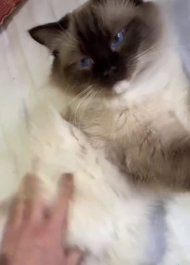 Ragdoll gatti per accoppiamento: Splendidi Ragdoll da accoppiamento - Video 2