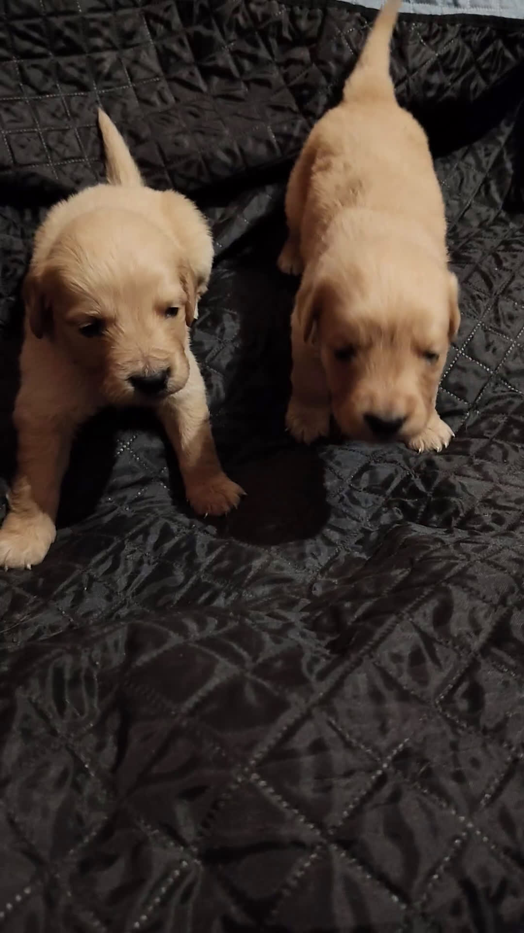 Golden Retriever cani in vendita: Golden retriever  - Video 1