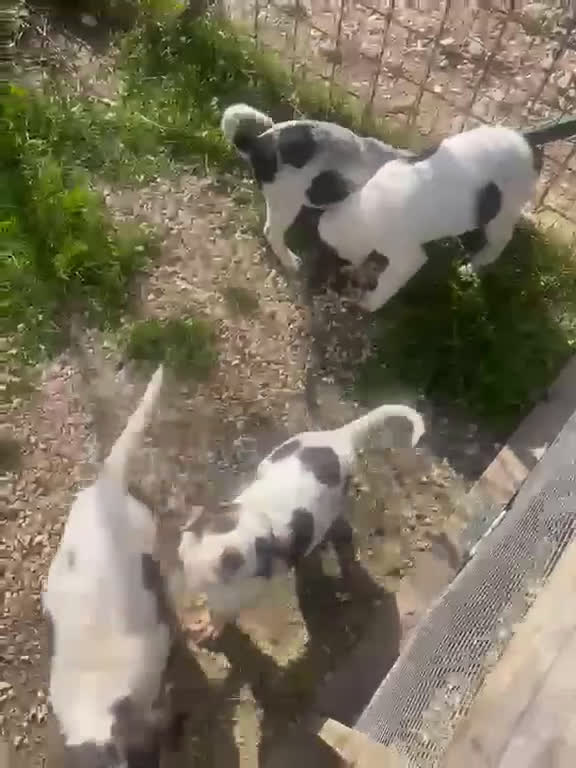 Meticcio cani in regalo: SELENE ASPETTA TE - Video 1