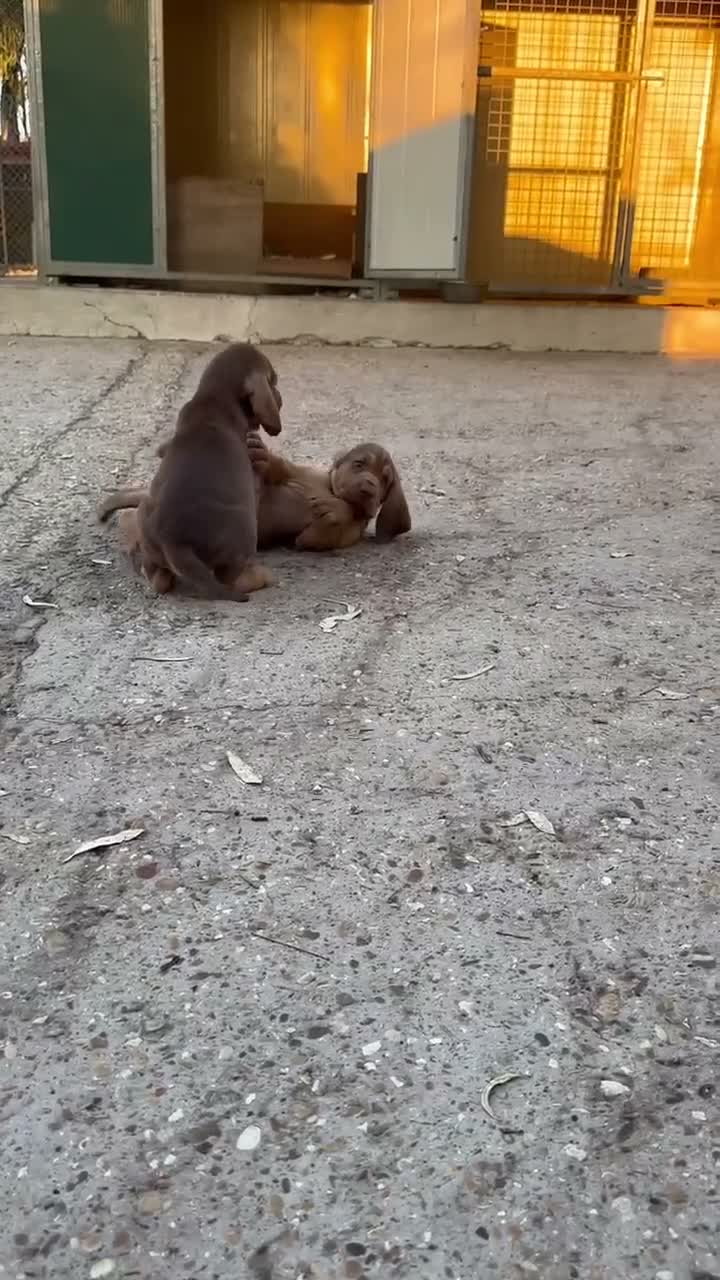 Bloodhound cani in vendita: Bloodhound cuccioli da genealogia di Campioni - Video 1