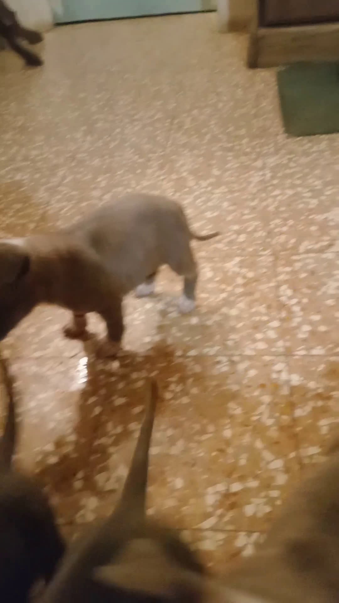 American Bully cani in vendita: American Bully, genitori addestrati da pet terapy  - Video 2