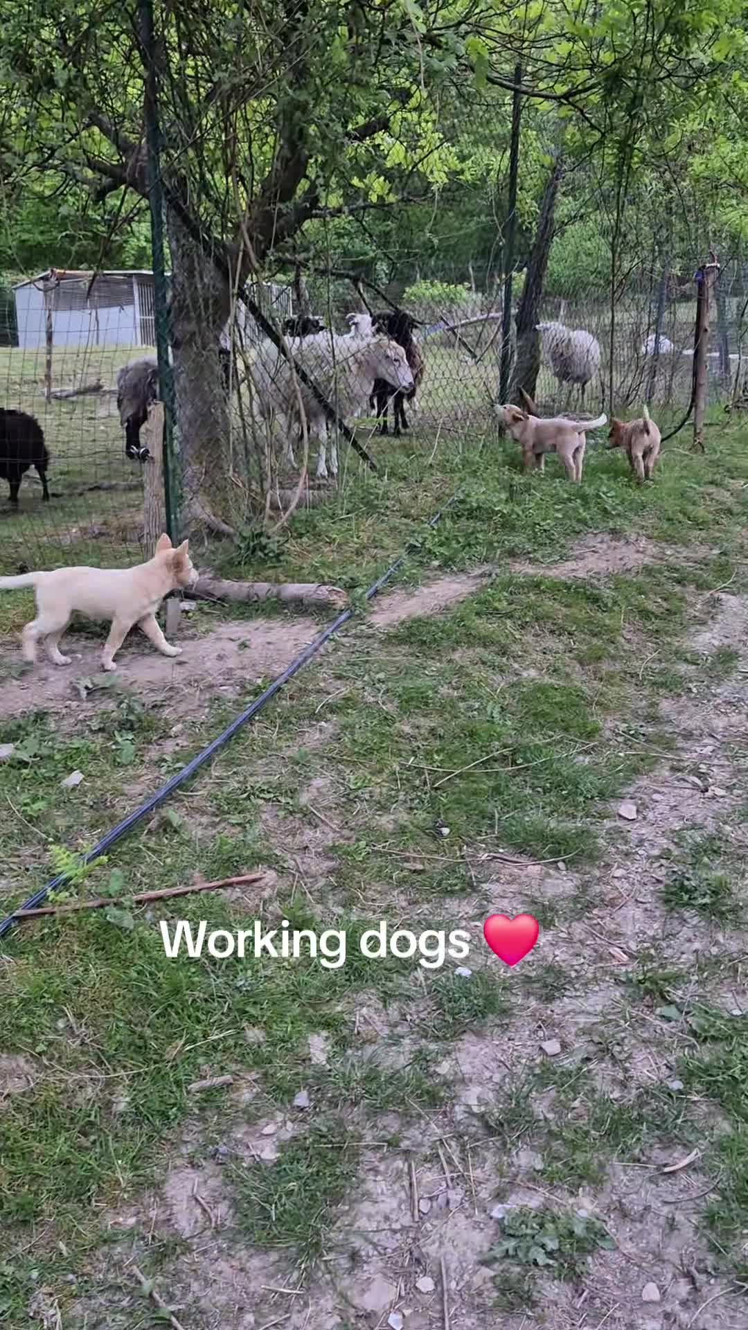 Australian Cattledog cani in vendita: Cuccioli Australian Cattledog a Città Metropolitana di Genova - Video 3