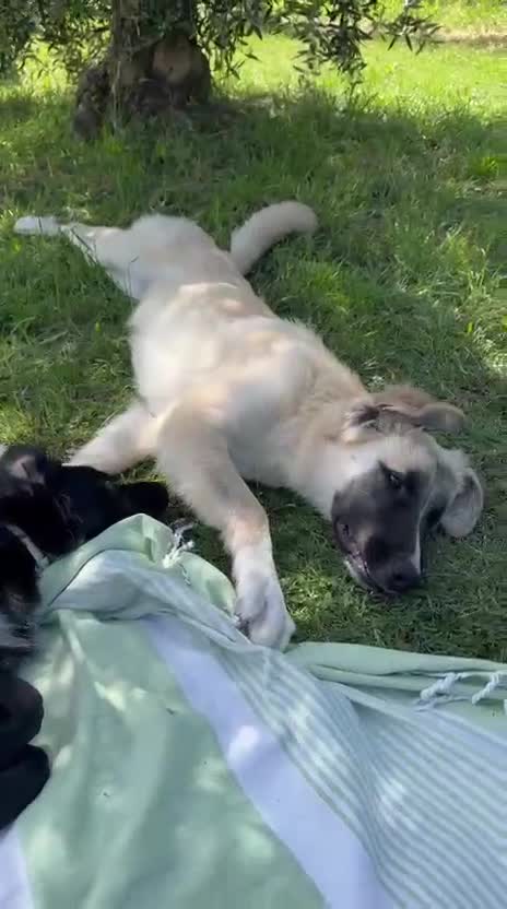 Meticcio cani in regalo: Albicocca: 7 mesi adozione del cuore  - Video 5