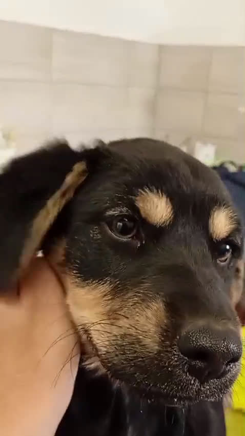 Meticcio cani in regalo: Tanti cuccioli cercano un porto sicuro - Video 2