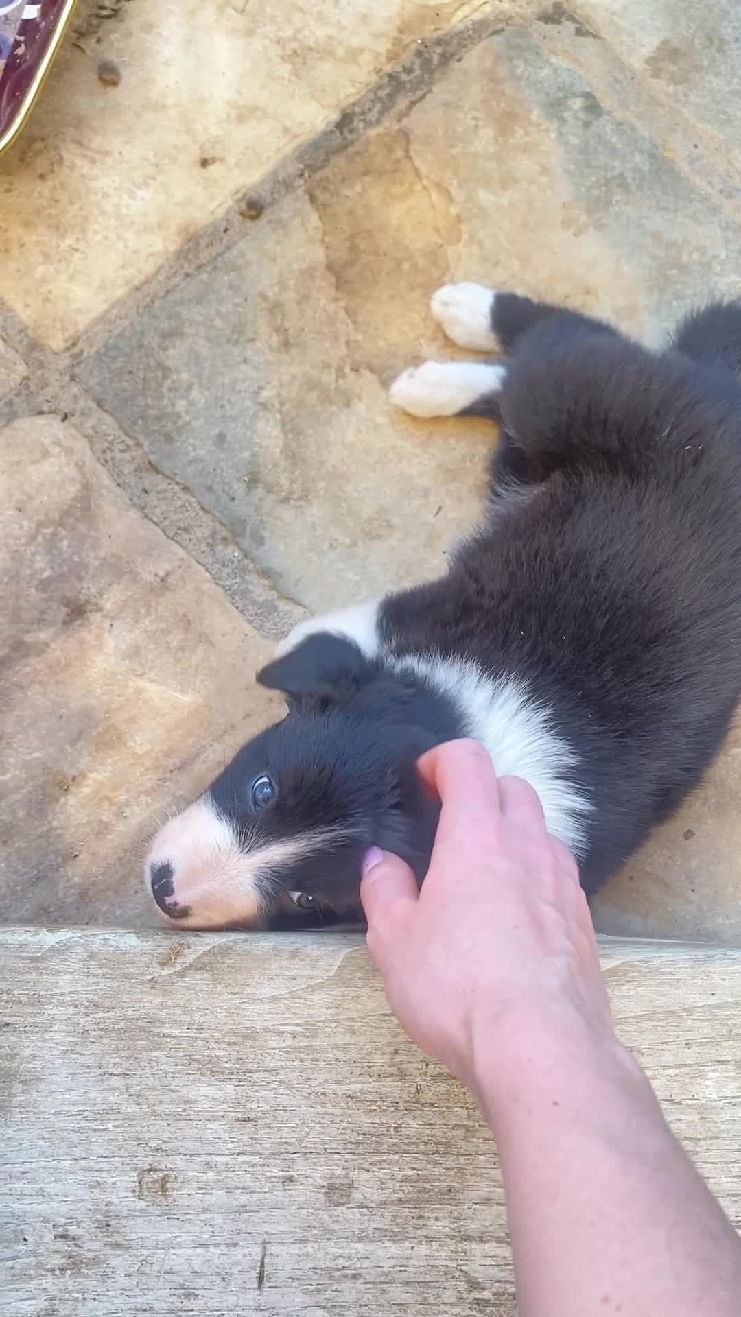Border Collie cani in vendita: Cuccioli border collie  - Video 2