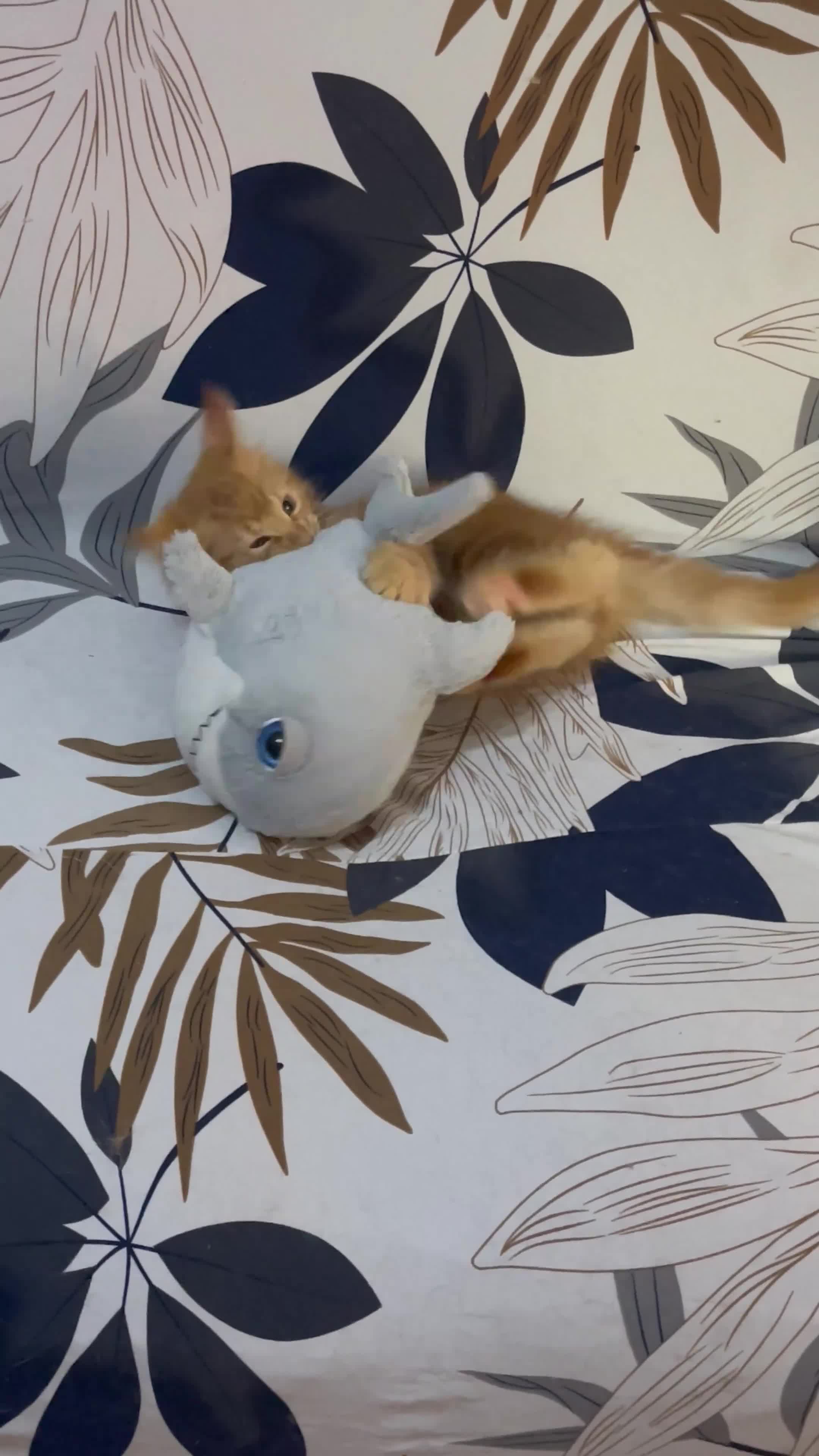 Maine Coon gatti in vendita: Cuccioli Maine Coon - Video 1
