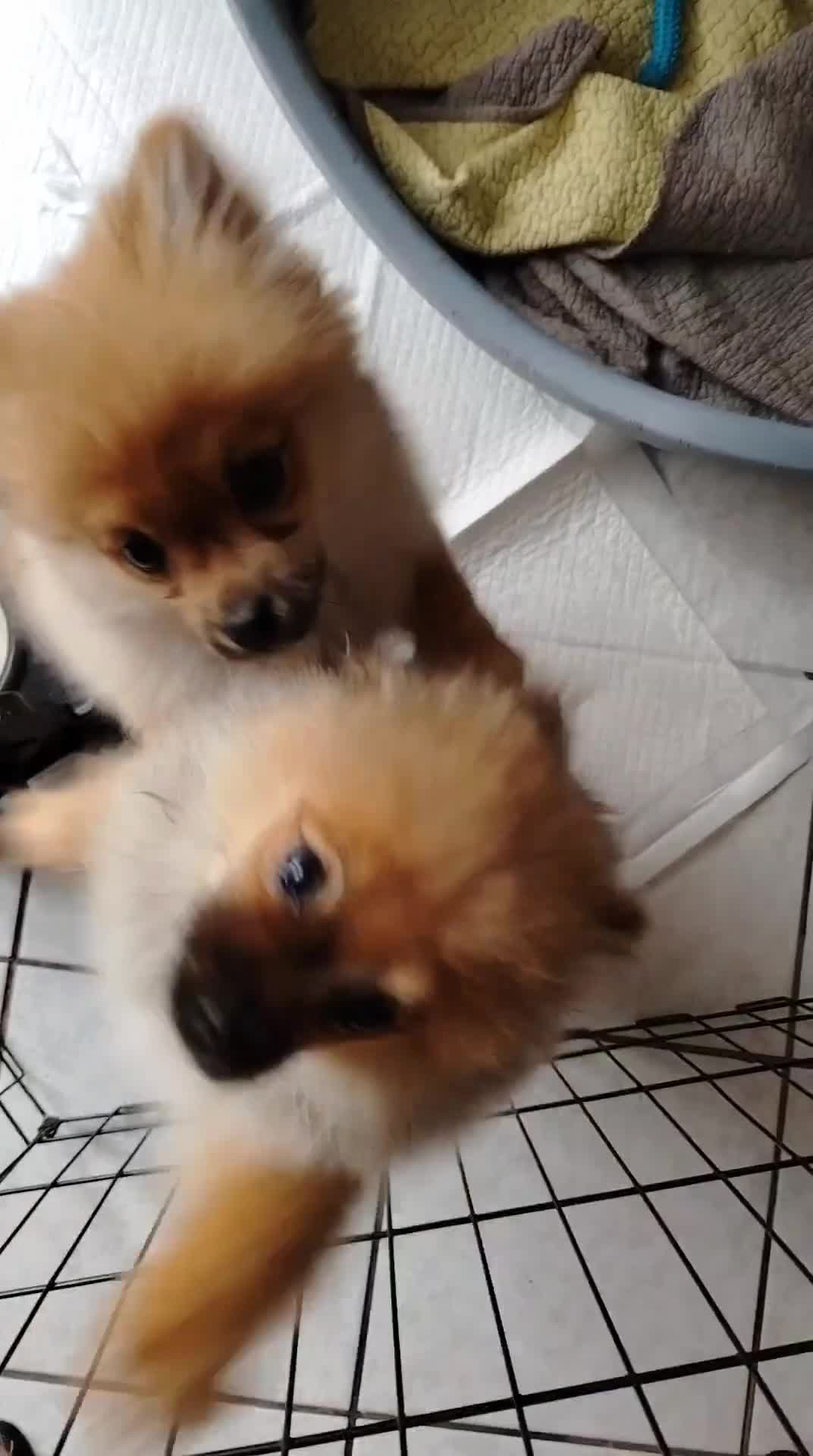 Volpino Pomerania cani in vendita: Vendo due cuccioli di Spitz Pomerania  a Città metropolitana di Roma Capitale - Video 1