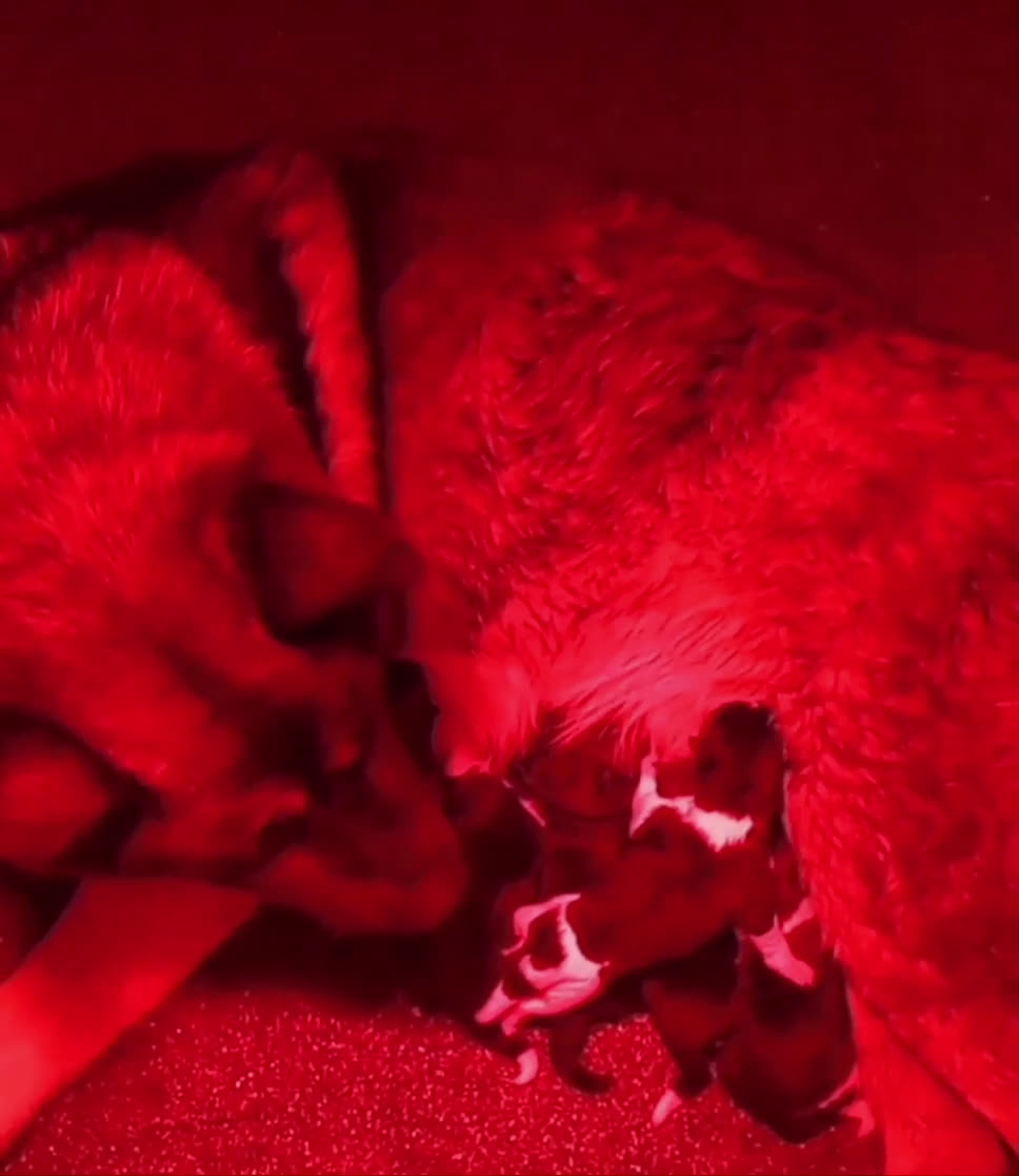 Akita Americano cani in vendita: AKITA AMERICANO  - Video 1