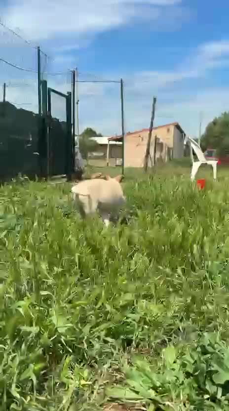Meticcio cani in regalo: Pipo cerca casa a Città metropolitana di Milano - Video 1