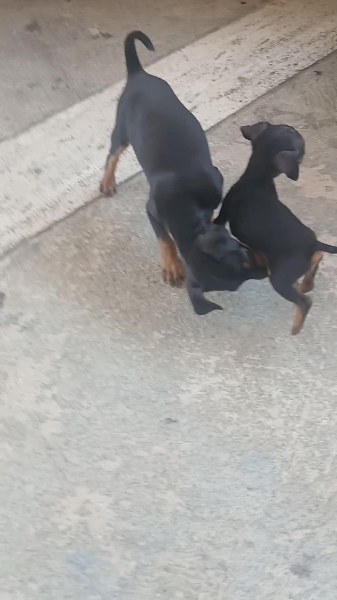 Pinscher Miniatura cani in vendita: Vendo pinsher nano per conto di una amica mia a Provincia di Latina - Video 1