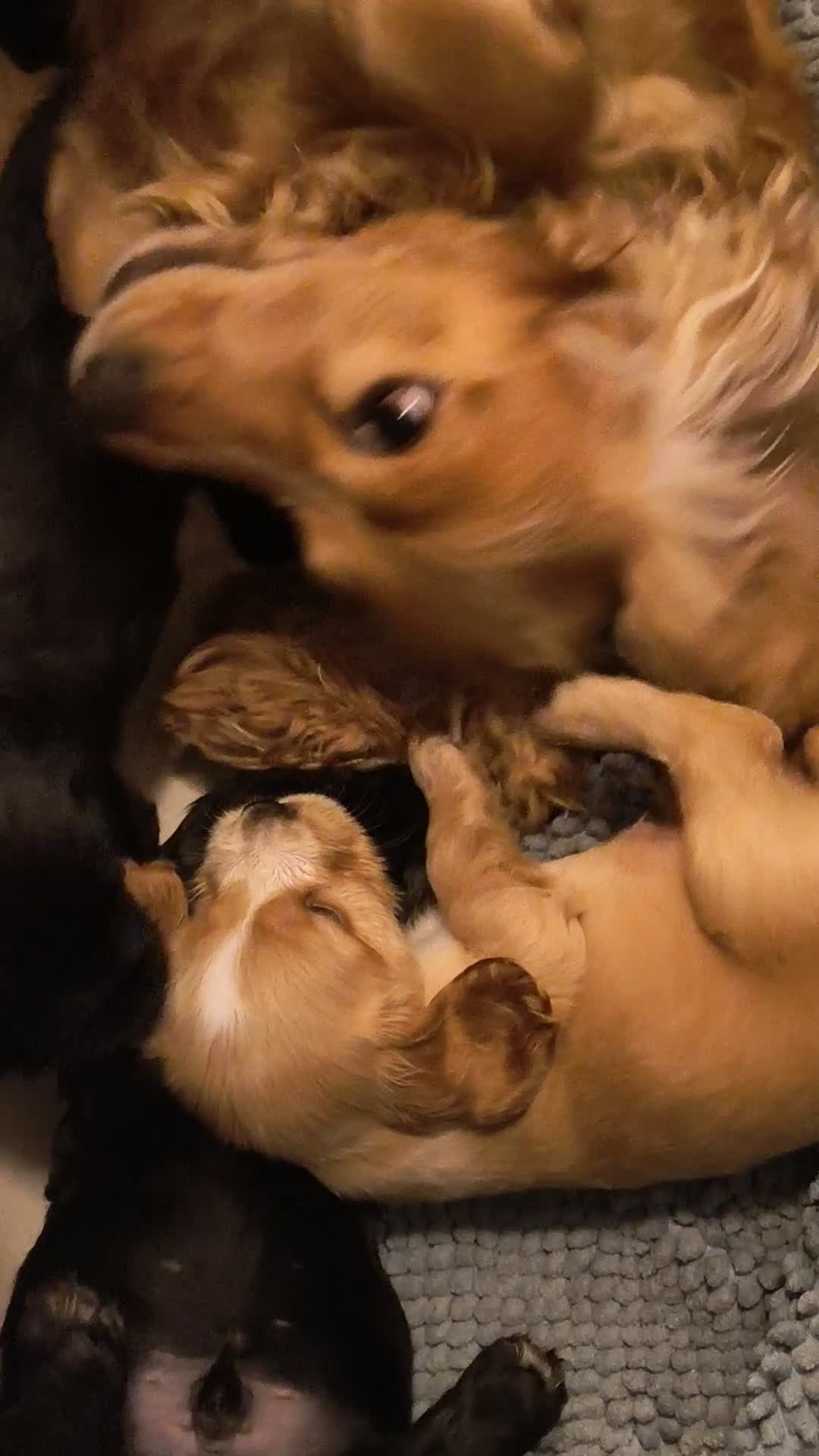 Cocker cani in vendita: Cocker spaniel francini's  - Video 3