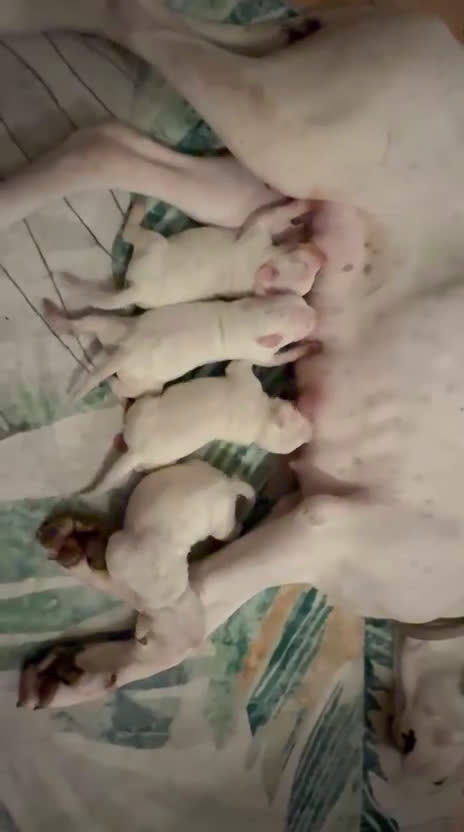 Dogo Argentino cani in vendita: Cuccioli dogo argentino - Video 1