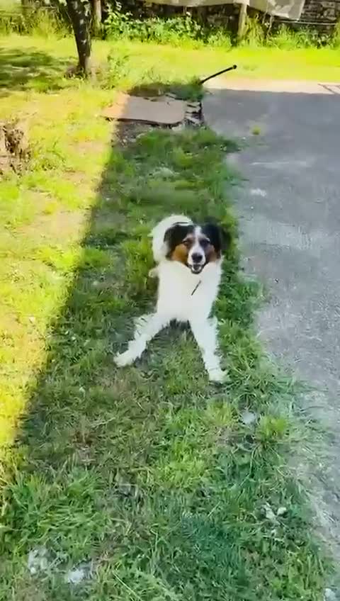 Meticcio cani in regalo: Mix Border Collie 2 anni - Video 1