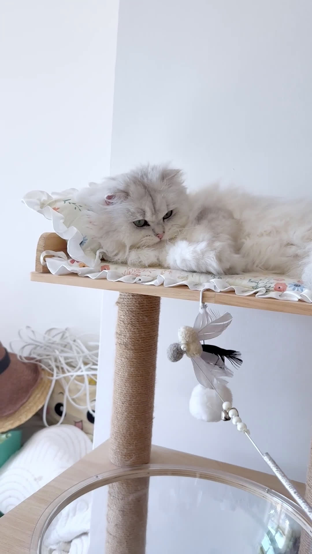 British gatti in vendita: British Longhair Silver Shaded  con Pedigree ENFI - Video 1