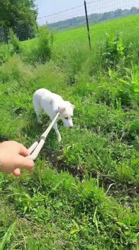 Meticcio cani in regalo: MOLLY  - Video 1