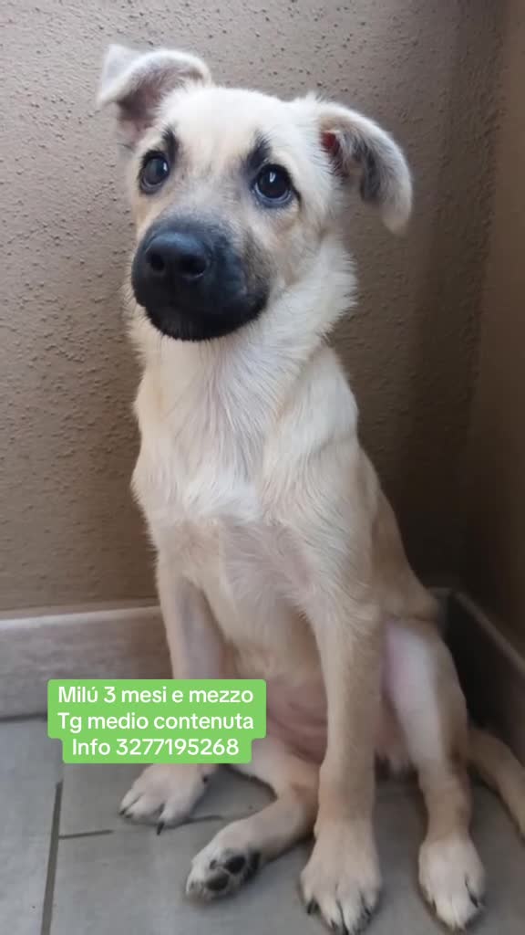 Meticcio cani in regalo: Milú 3 mesi e mezzo quasi 5 kg cerca casa  - Video 1