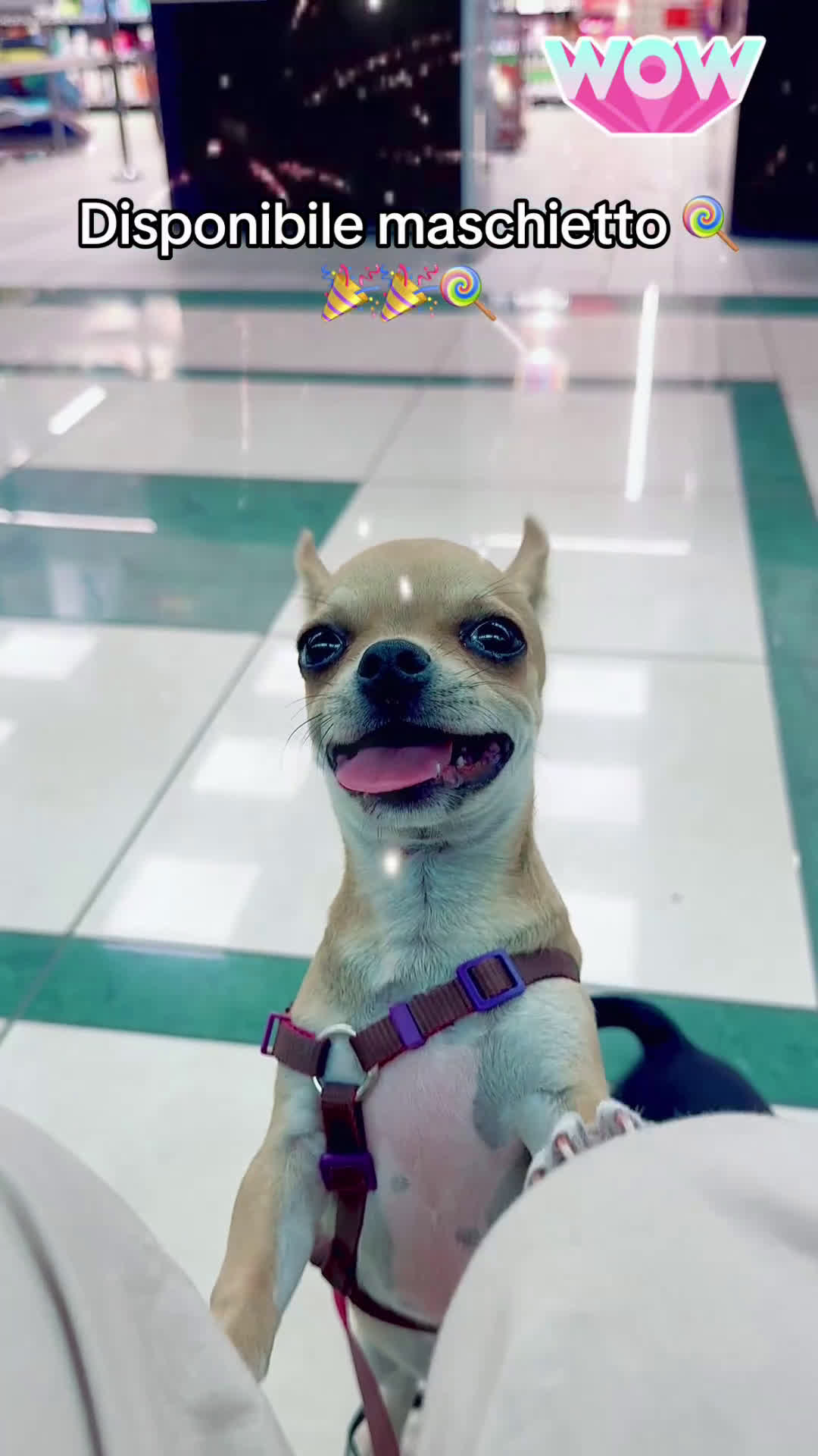 Chihuahua cani in vendita: Maschietto pedigree Enci/Fci RIMBORSO SPESE a Città metropolitana di Roma Capitale - Video 3