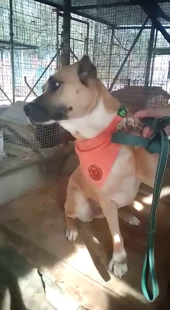 Meticcio cani in regalo: AKIRA HA BISOGNO DI VOI  - Video 1