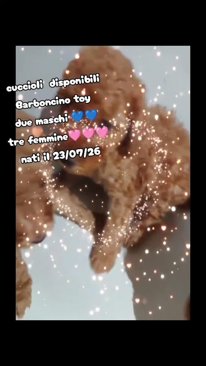 Barboncino Toy cani in vendita: Cuccioli di Barboncino toy - Video 1