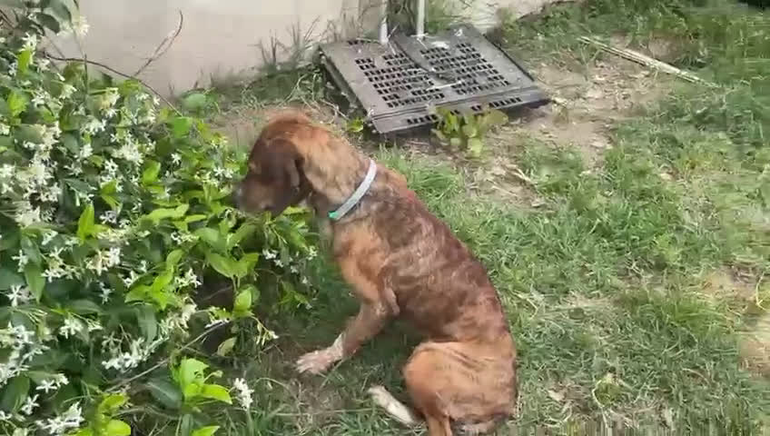 Meticcio cani in regalo: SVITOL 5anni dolcissima - Video 1