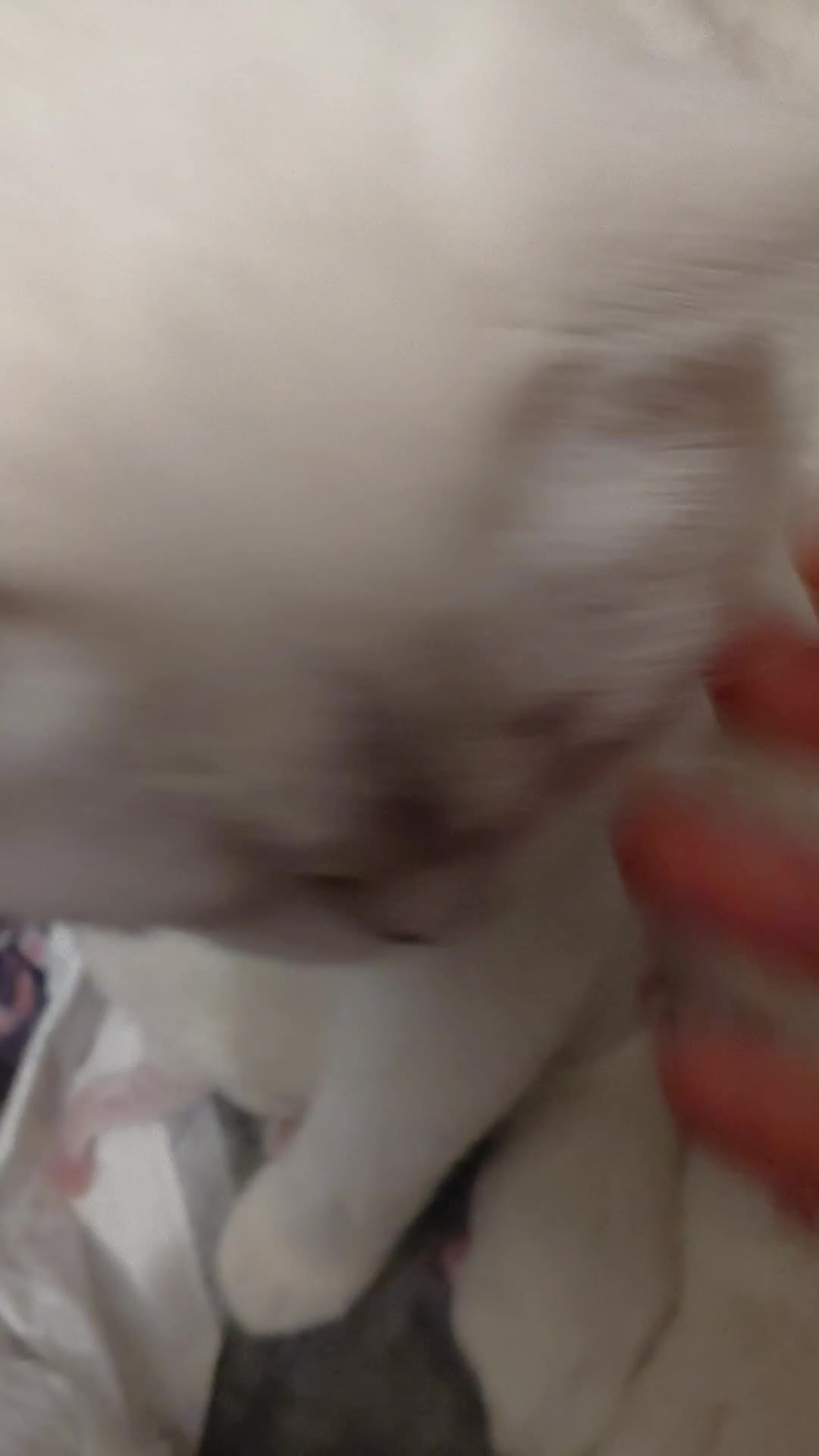 British gatti in vendita: Bellissimi brithish e scotthish stright - Video 1