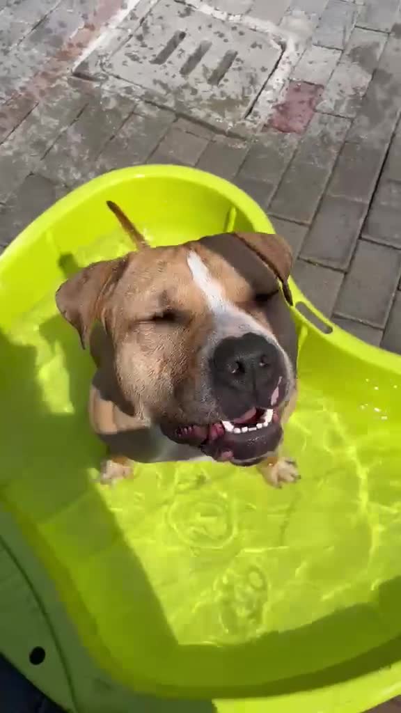 Meticcio cani in regalo: PABLO CERCA CASA - Video 1