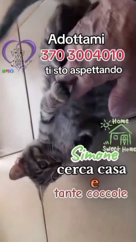 Europeo gatti in regalo:  SIMONE IL GATTINO DALLE MILLE COCCOLE - Video 1