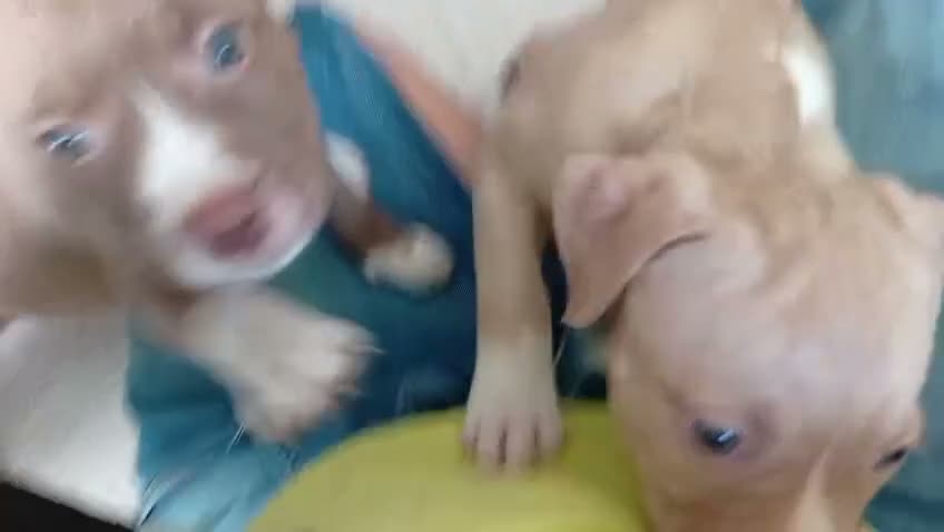 Pitbull cani in vendita: Cuccioli American Pitbull terrier  a Città metropolitana di Milano - Video 1