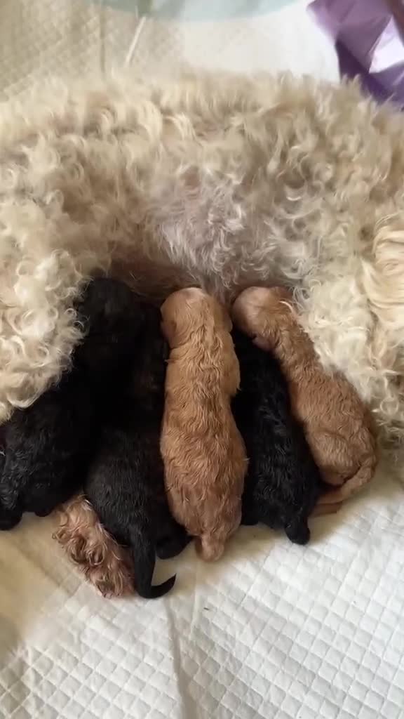 Barboncino Toy cani in vendita: Barboncino toy - Video 1