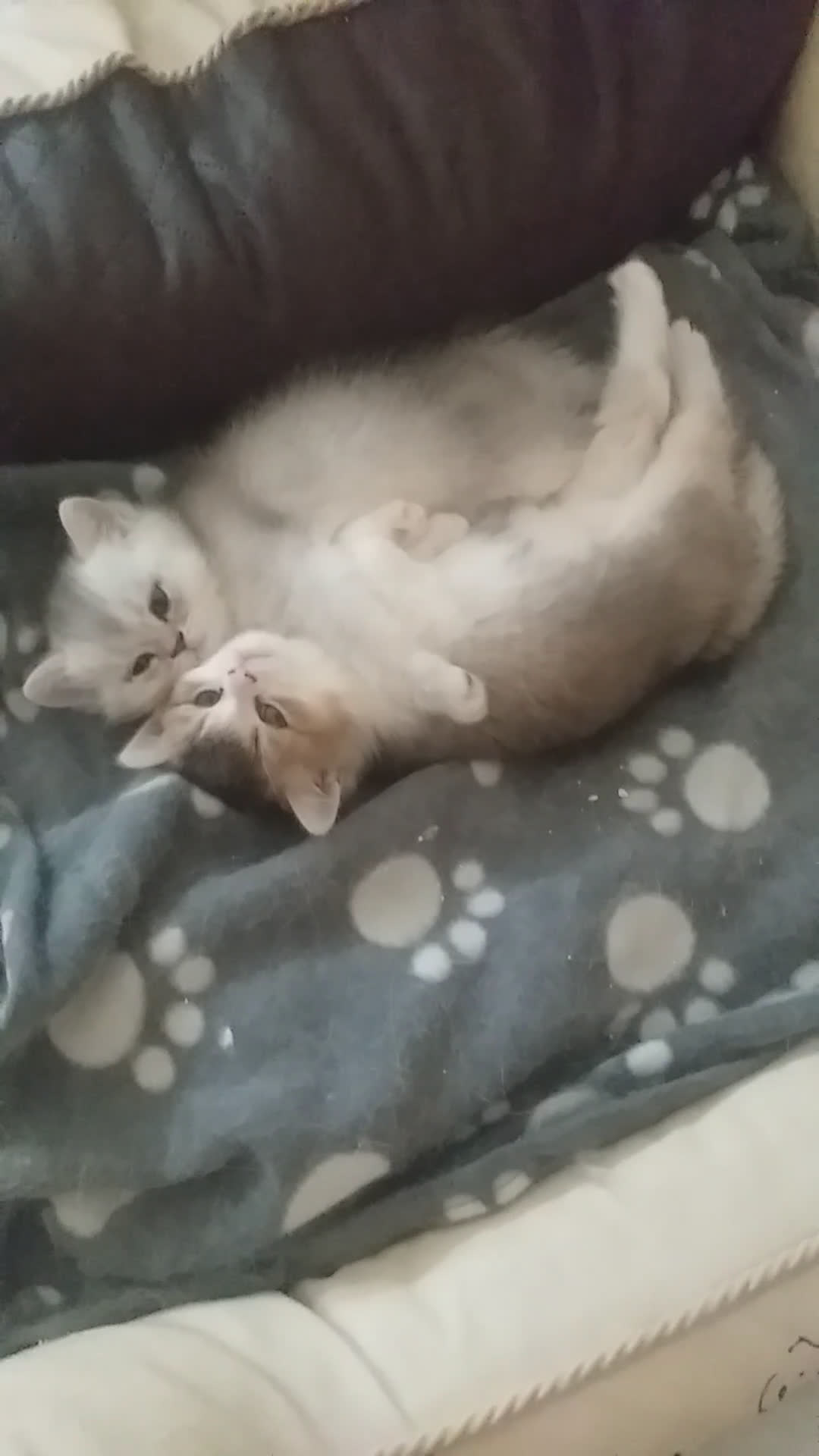 British gatti in vendita: Cuccioli British/Scottish  - Video 1