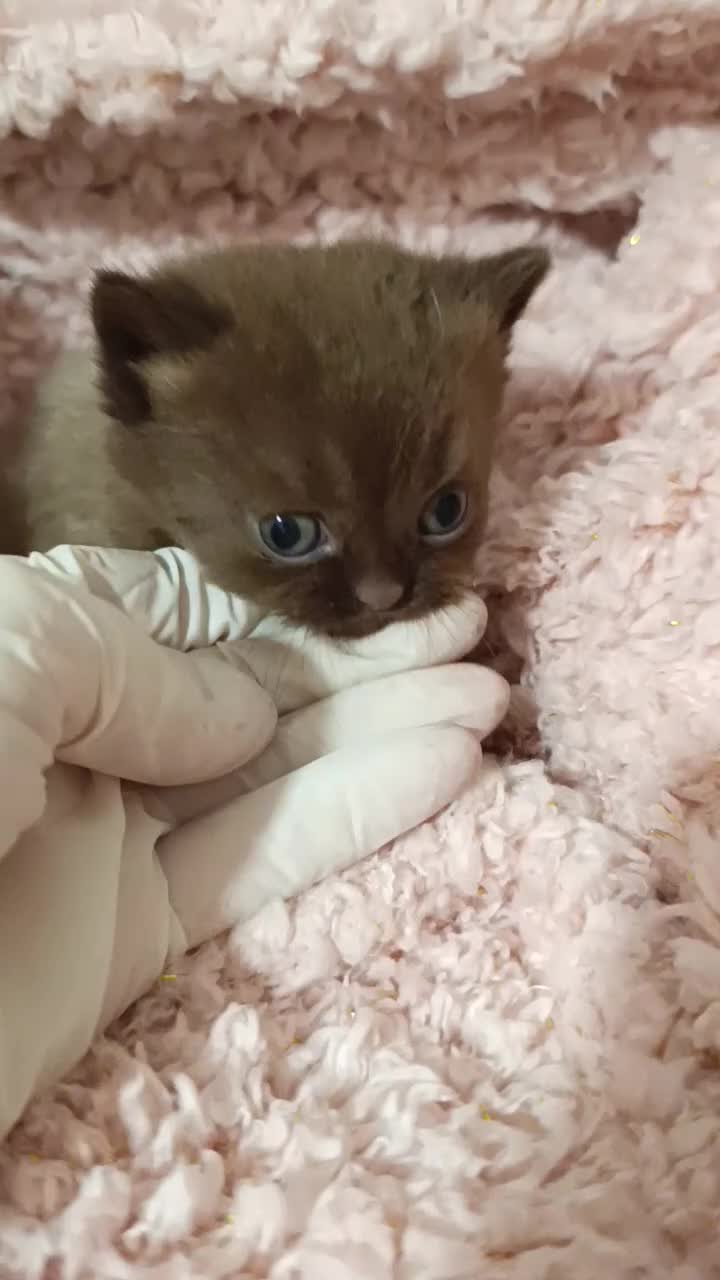British gatti in vendita: British chocolate  - Video 1