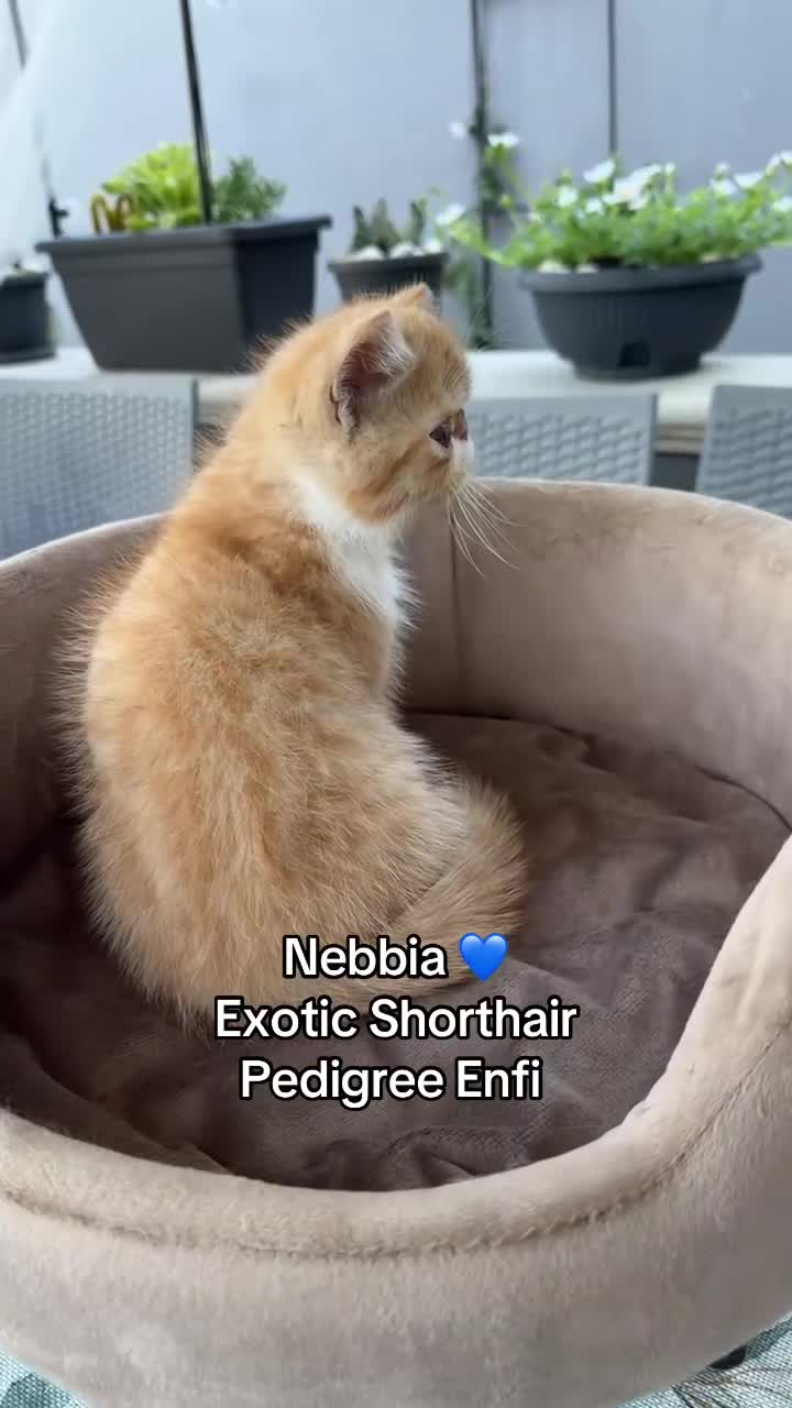 Exotic Shorthair gatti in vendita: Cucciolo di Exotic Shorthair Esotico a Libero consorzio comunale di Siracusa - Video 1