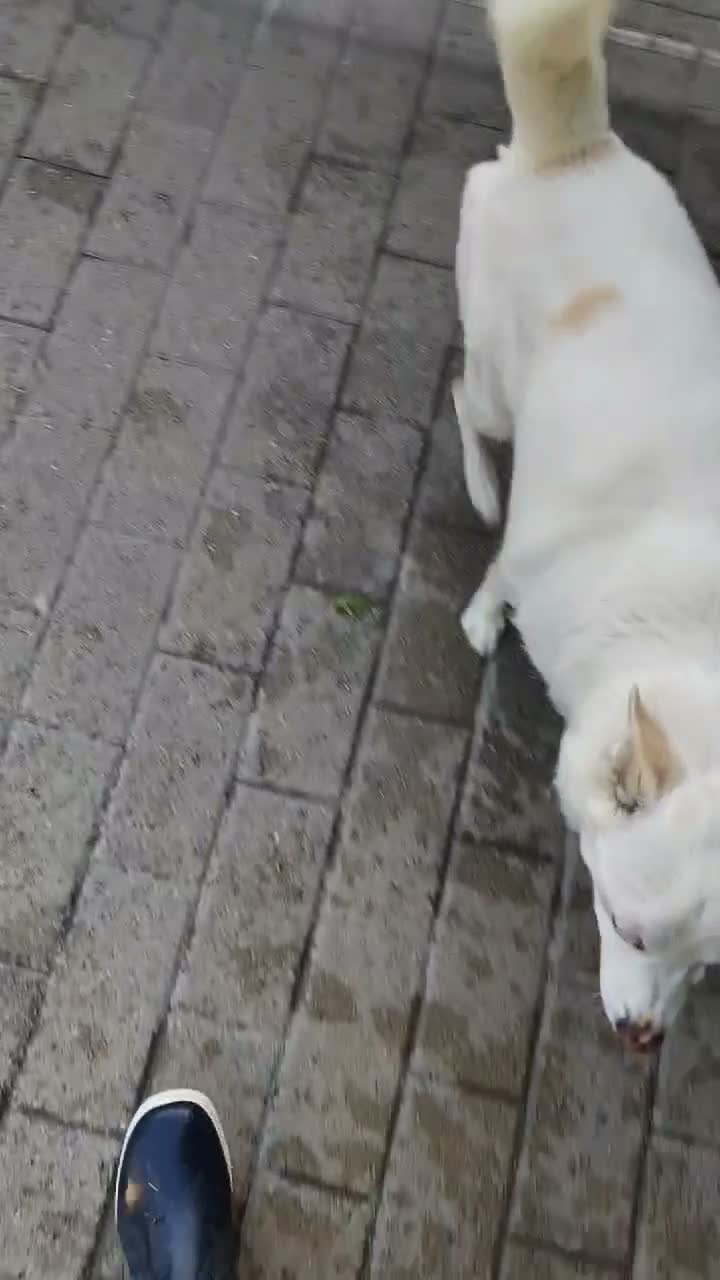 Meticcio cani in regalo: FOX CERCA PERSONA PAZIENTE - Video 2