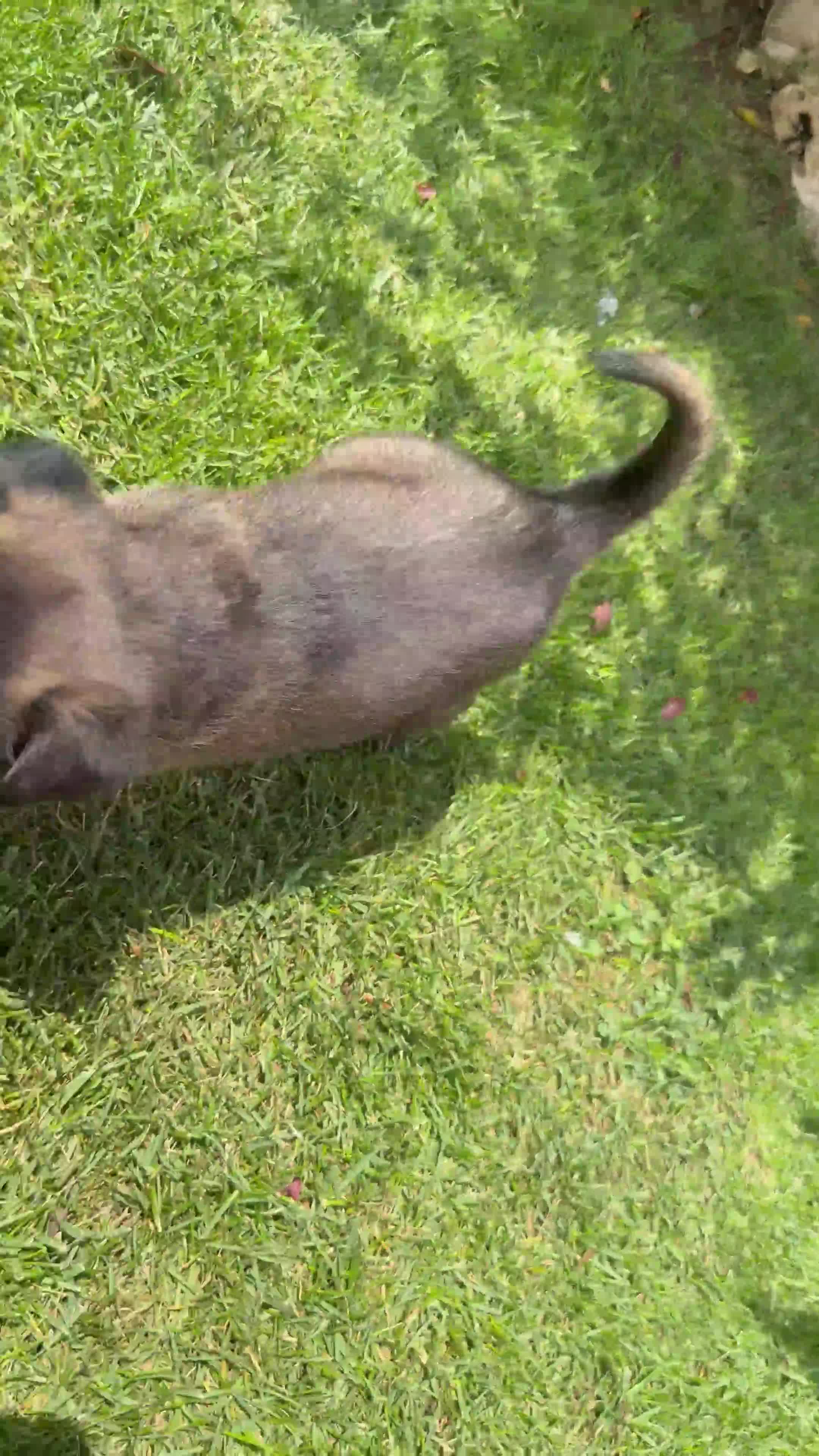 Beagle cani in vendita: Pastore belga Malinois  - Video 2