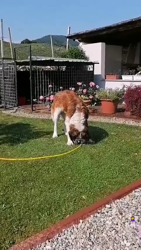 San Bernardo cani in regalo: San Bernardo  - Video 1