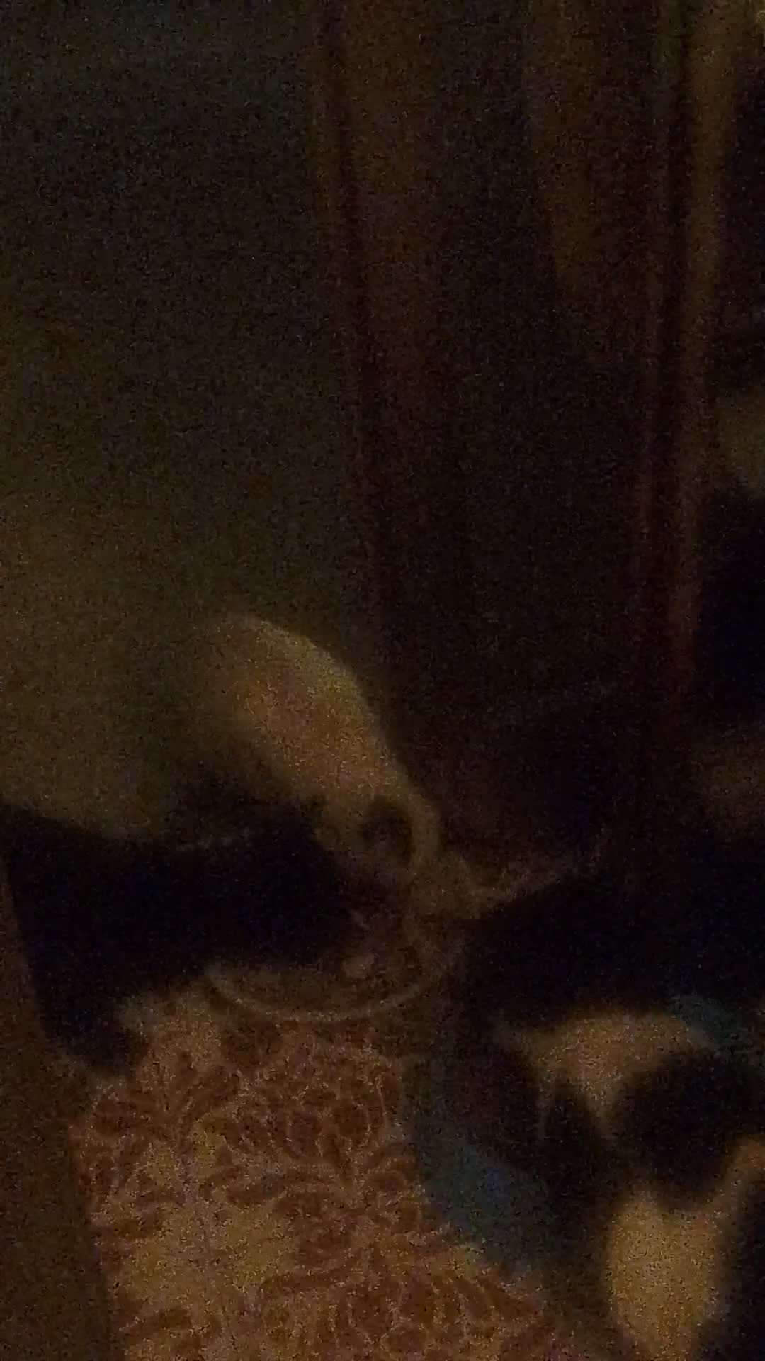Siamese gatti in vendita: VENDO DUE  SIMIL SIAMESI STUPENDI!!  - Video 2