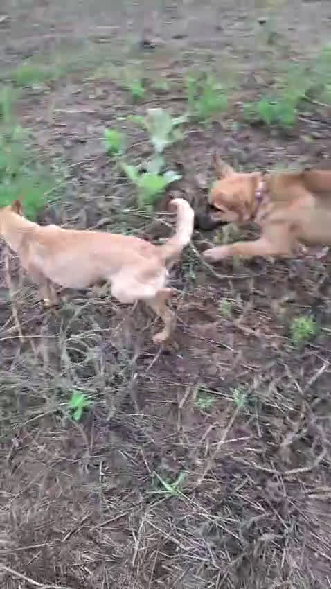 Meticcio cani in regalo: MORA 🩷 - cucciola di 4 mesi salvata dalla strada - Video 1