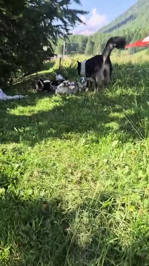 Australian Shepherd cani in vendita: Stupendi cuccioli cercano una famiglia  - Video 1