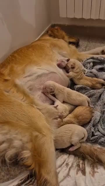 Golden Retriever cani in vendita: Cucciole di Golden Retriever - Video 1