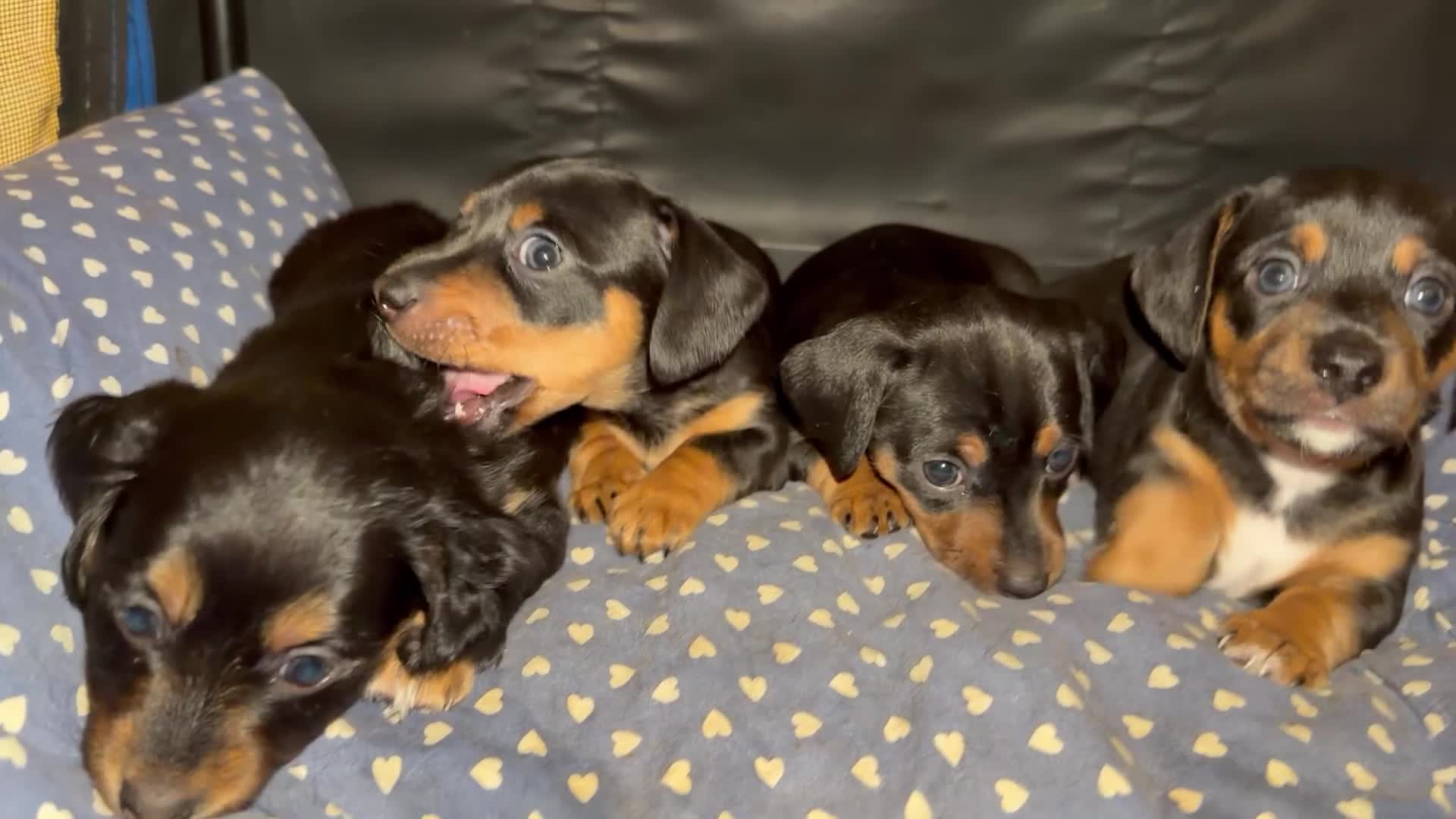 Meticcio cani in vendita: Cucciolata incrocio bassotto isabella nano - Video 1