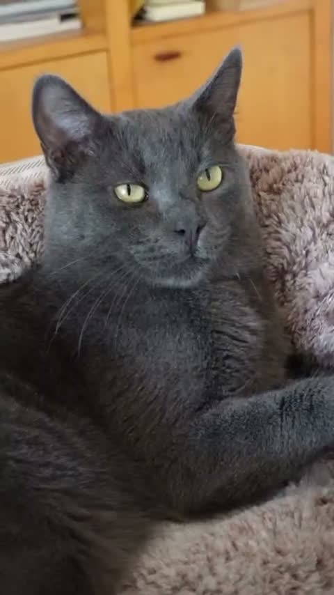Certosino gatti in regalo: LORD  DOLCISSIMO GATTINO SIMILCERTOSINO - Video 1