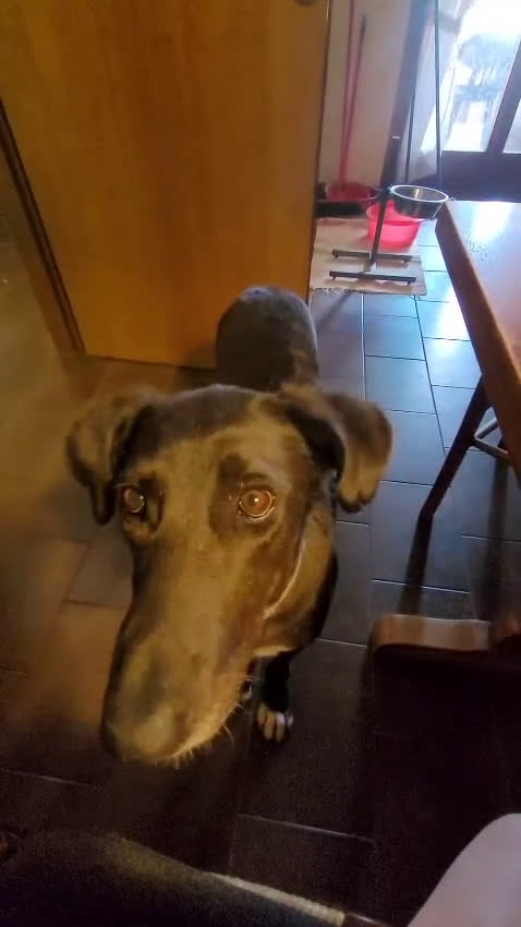 Meticcio cani in regalo: Dolcissima meticcia - BLACKY a Città Metropolitana di Milano - Video 1