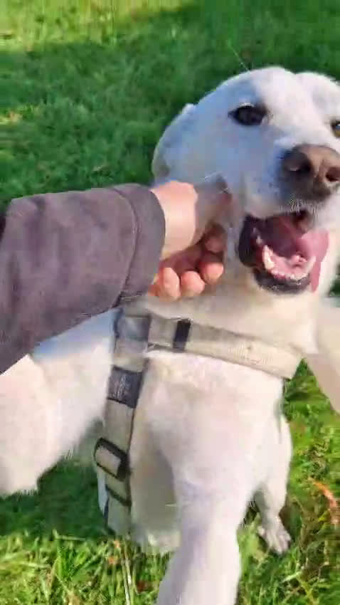 Meticcio cani in regalo: SHERLOCK 💙 - una nuvola bianca di dolcezza   - Video 1