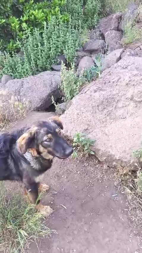 Meticcio cani in regalo: Destiny in canile a catania - Video 4