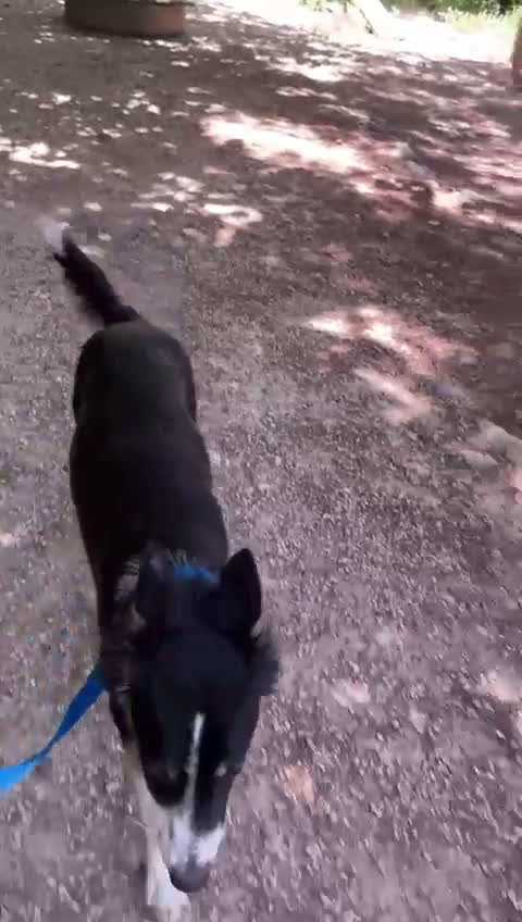 Border Collie cani in regalo: Splendida Border Collie - MILA - Video 1