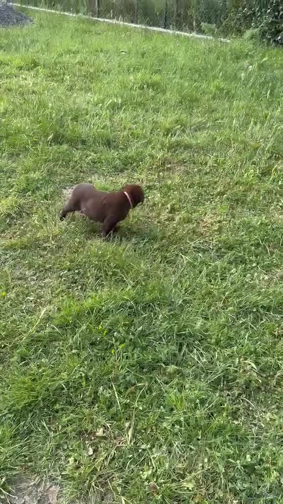 Labrador cani in vendita: Cuccioli Labrador  - Video 2